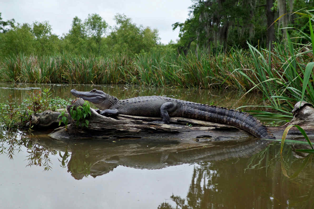 alligator in New Orleans swamp