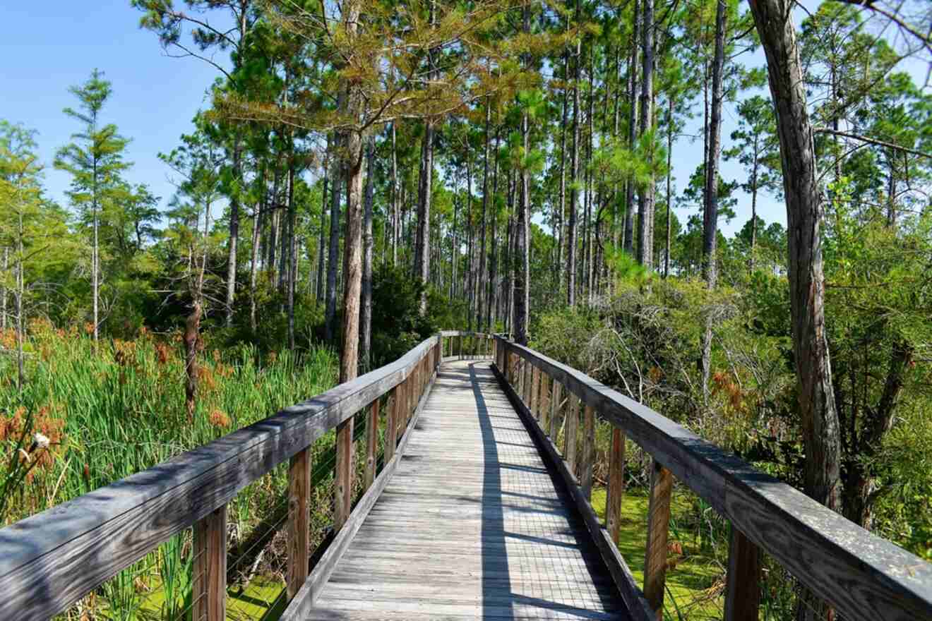 Boardwalk among trees at Conservation Park