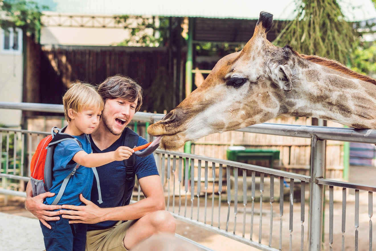 boy feeding a giraffe at the Zoo