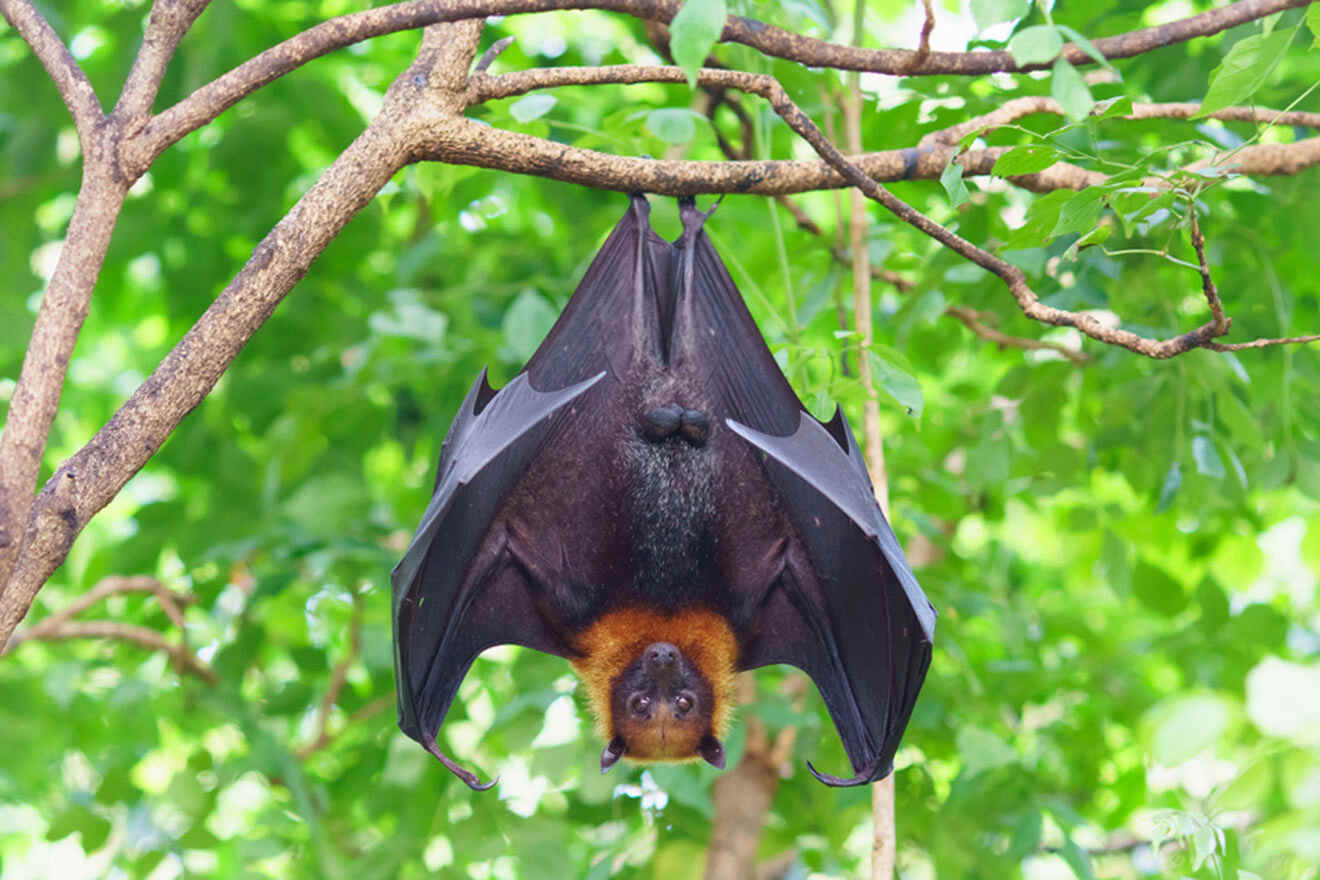 bat hanging upside down