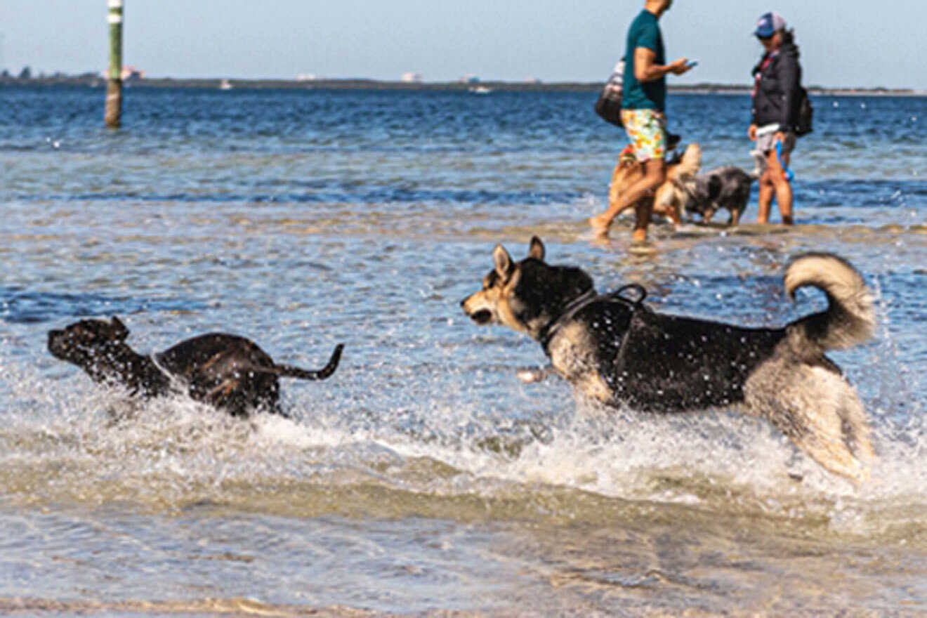 dogs running at Picnic Island Beach Dog Park