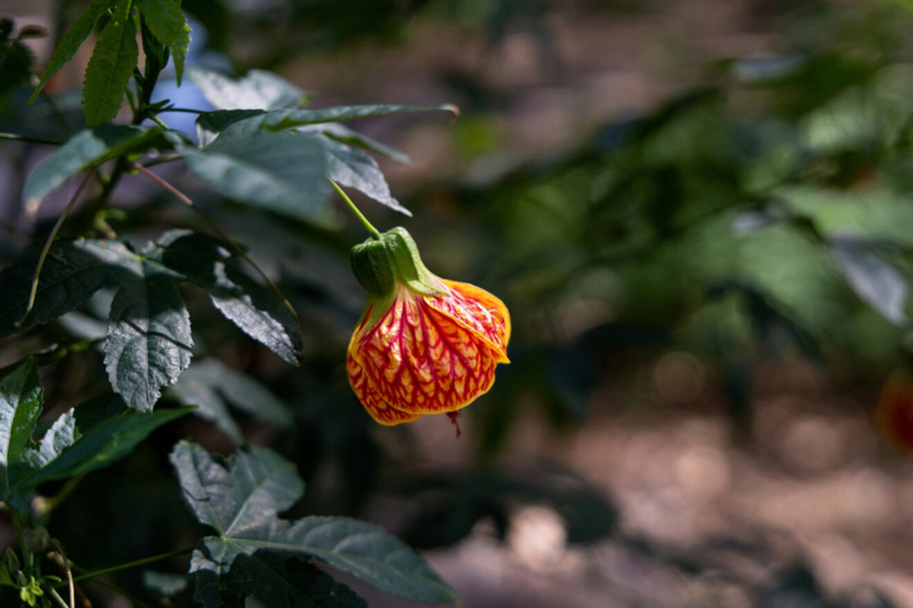 A flower in the garden