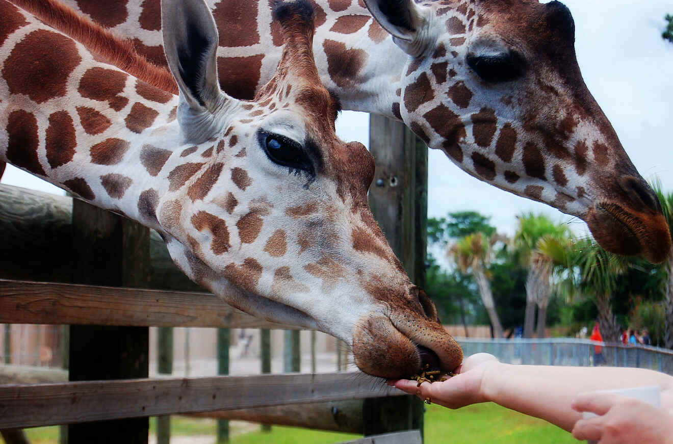 Giraffes eating from a person's hand