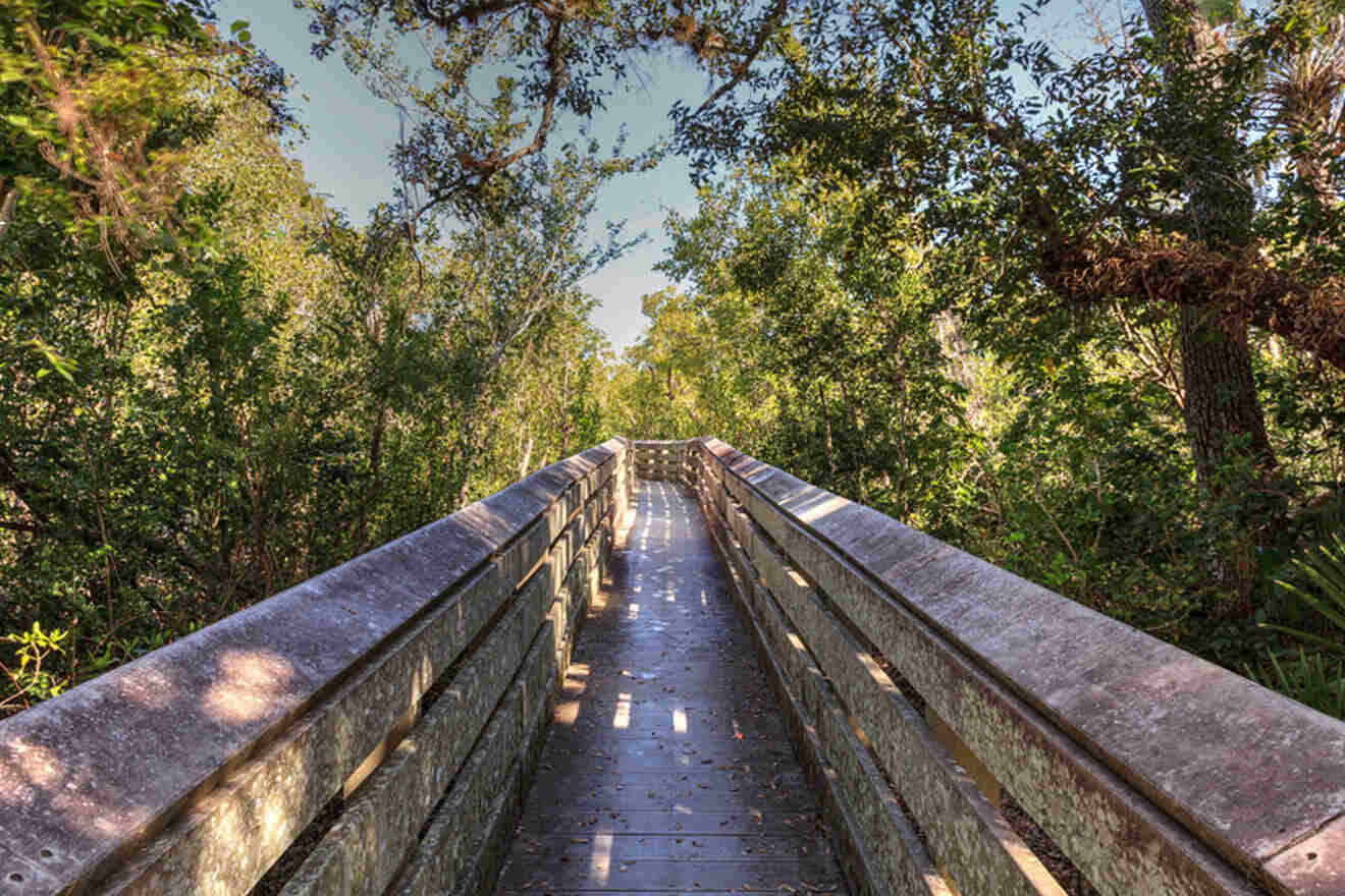 wooden footpath at Rookery Bay