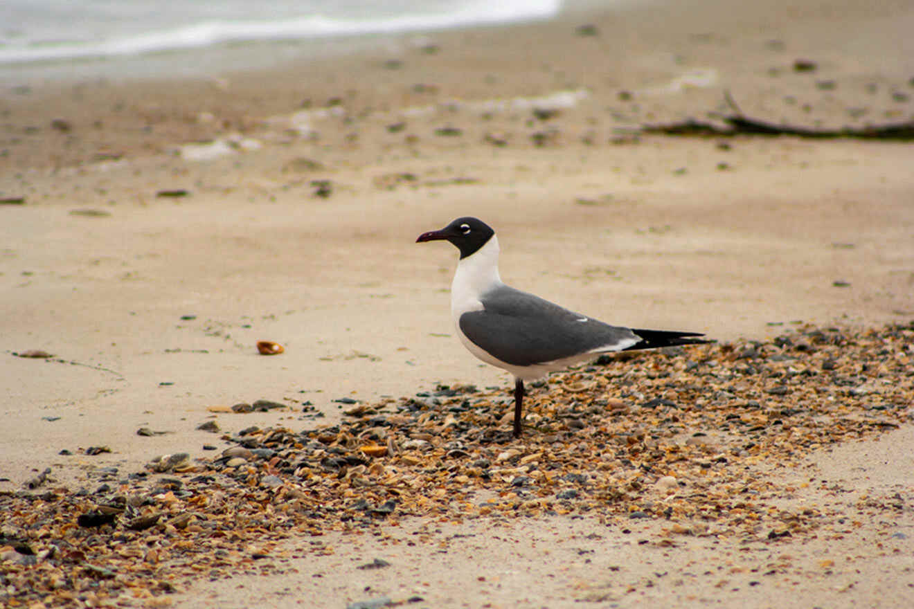 seagull on the beach