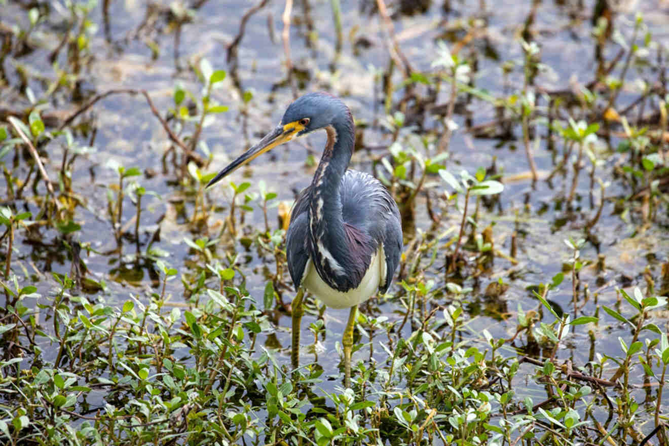 bird at Celery Fields