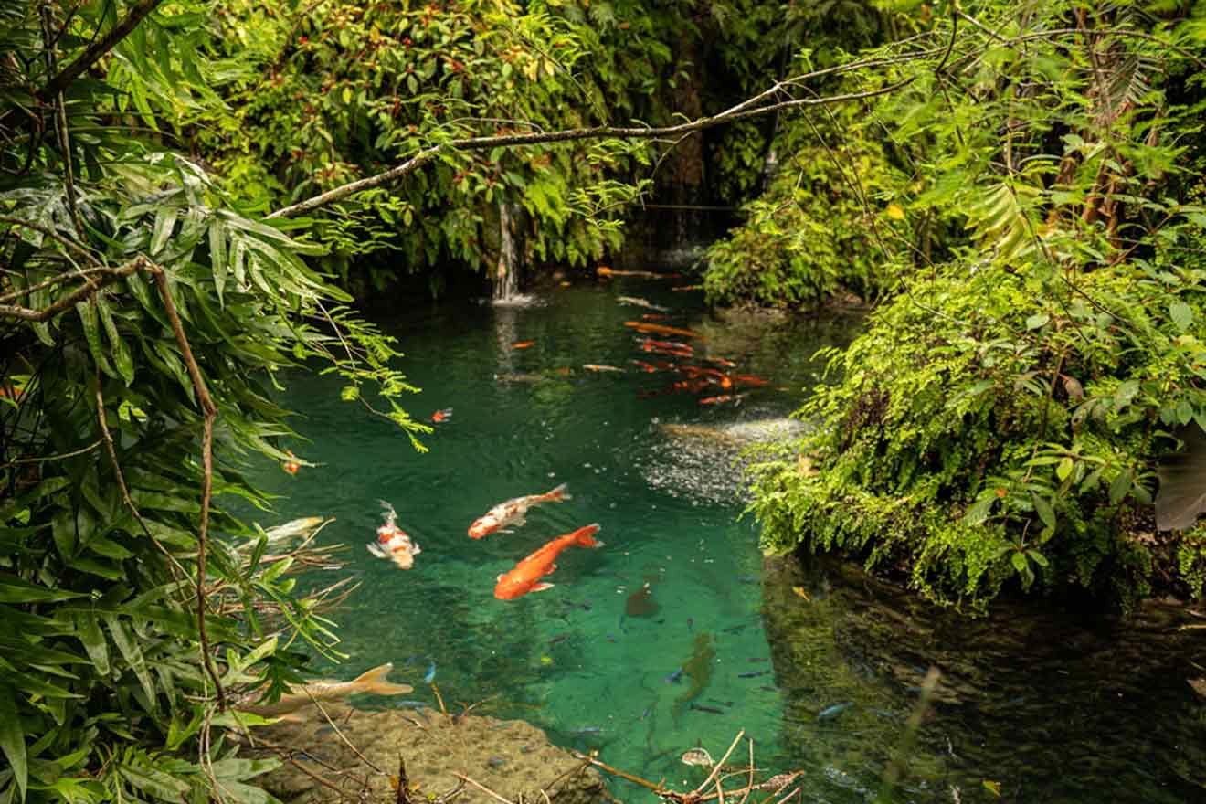 Fish in the pond in Zen garden