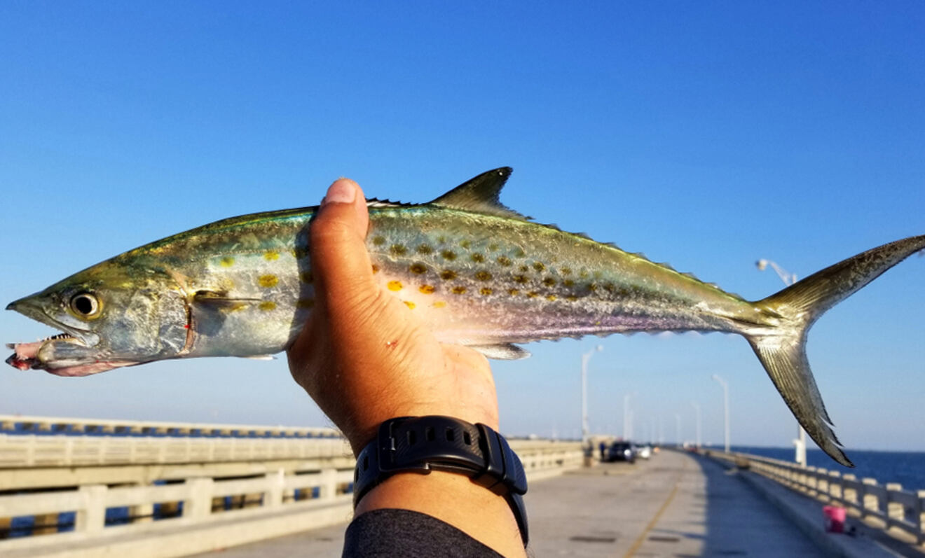 A man holding a fish at Skyway Fishing Pier