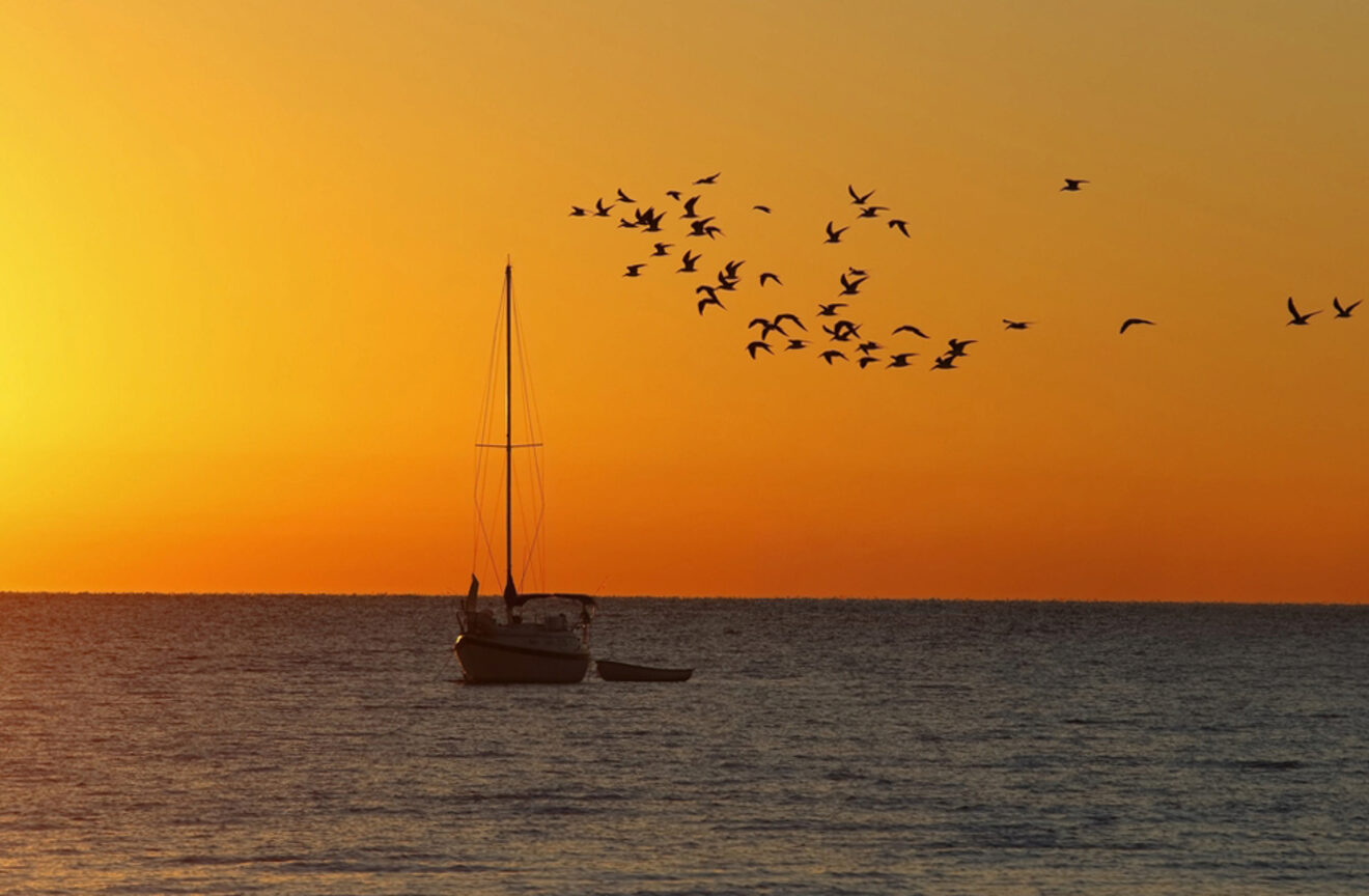 Sailboat on the sea at sunset with birds in the air