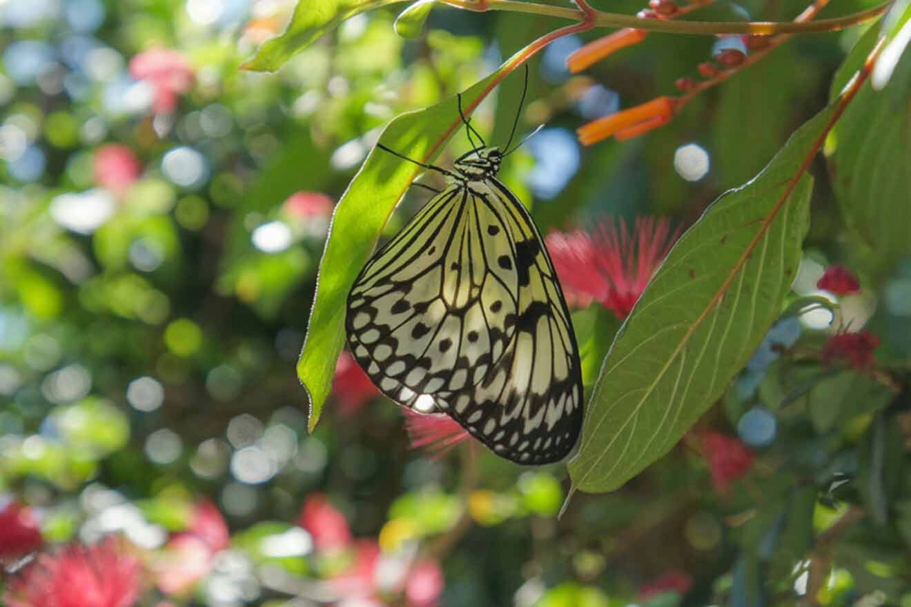 tropical butterfly at Fort Lauderdale