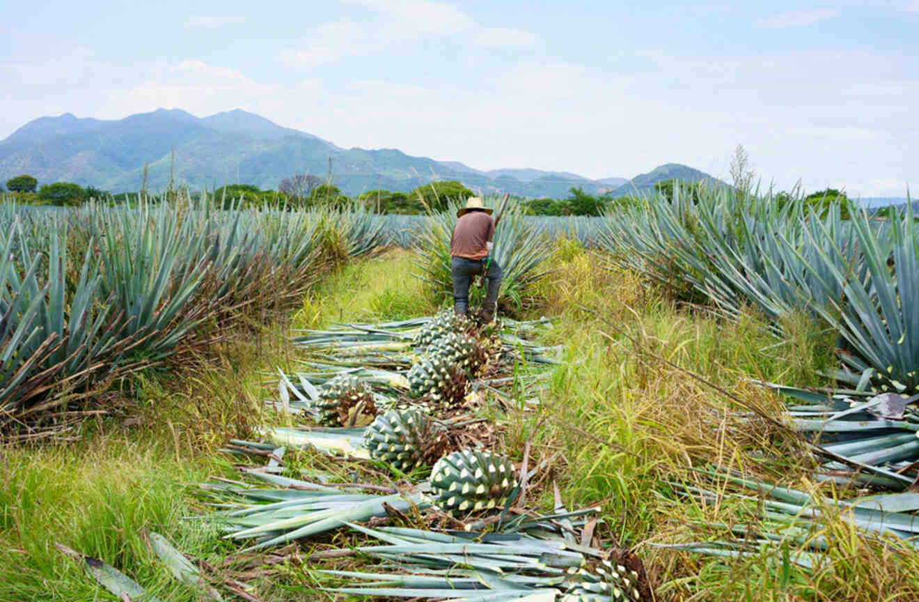 A worker cutting agave plants