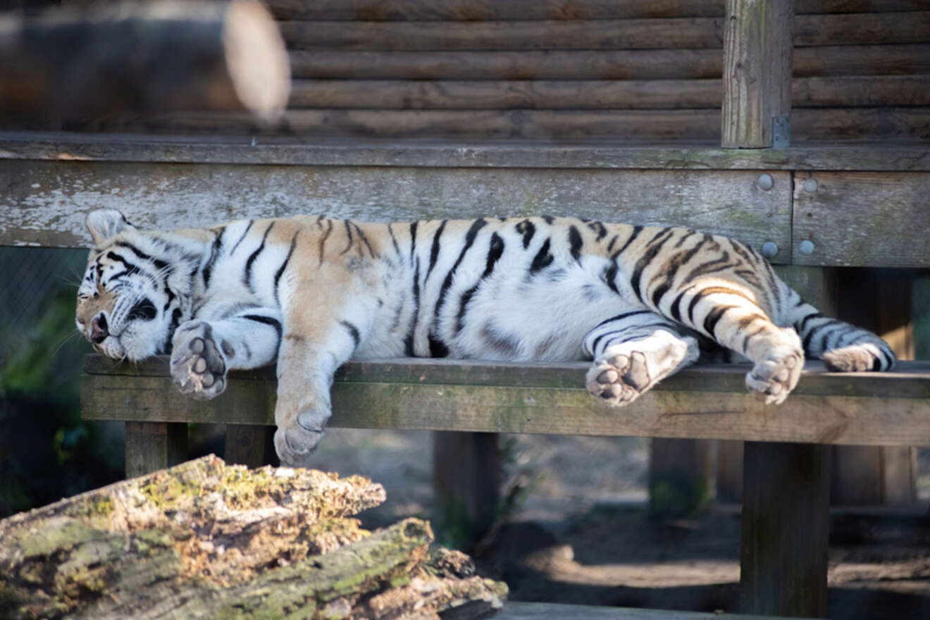 A tiger sleeping