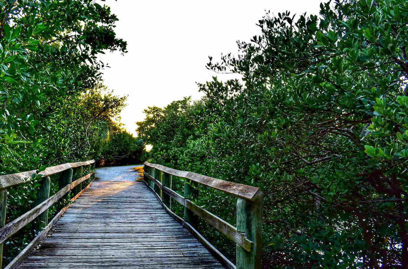 A boardwalk at Jungle Prada de Narvaez Park