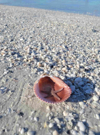 seashells on the beach