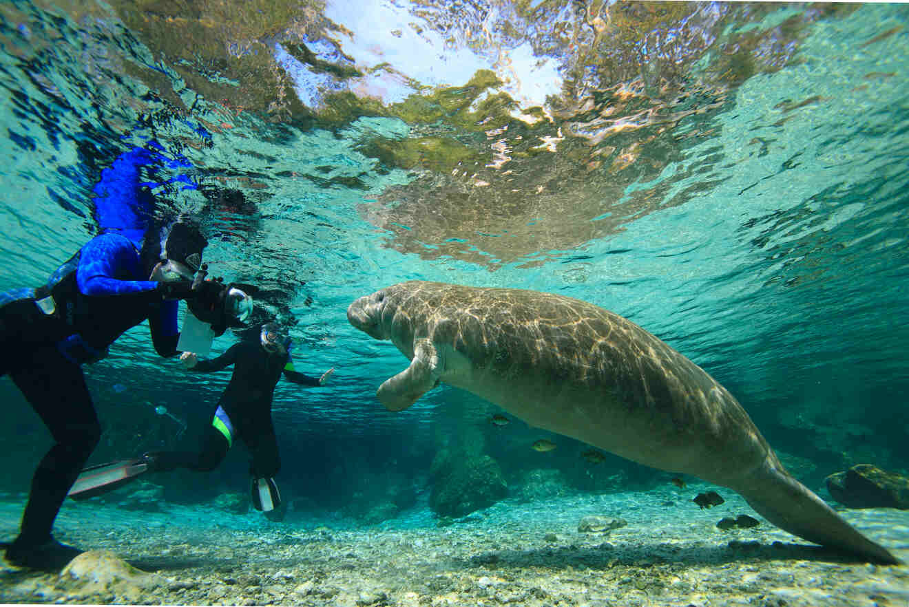 People swimming with a manatee