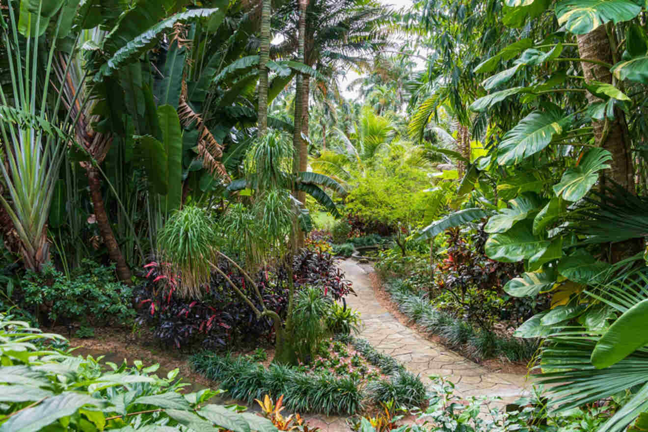 A path among plants in Sunken Gardens