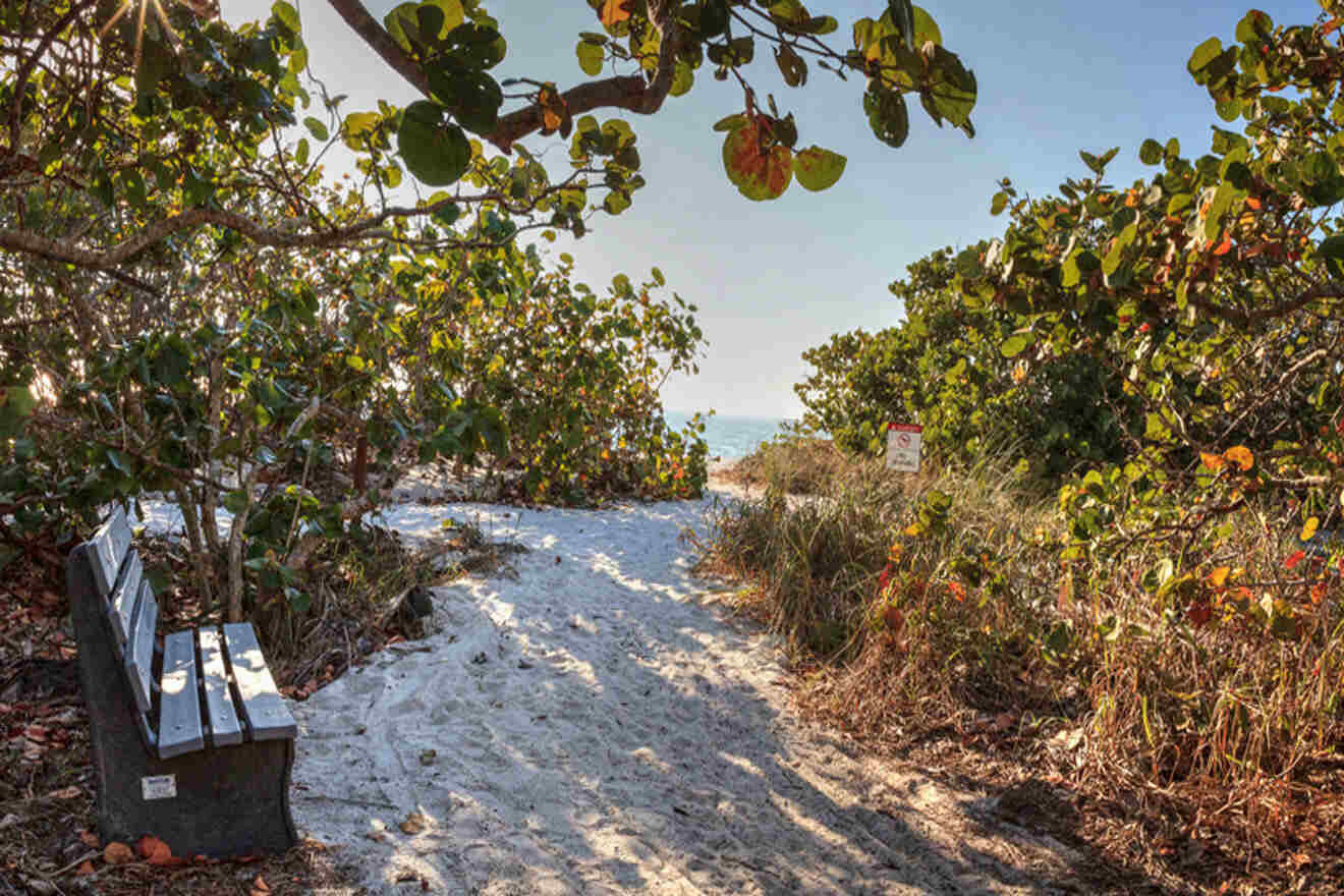 white sand beach with trees and a bench 