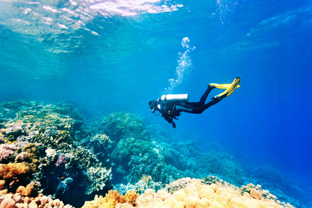 Person scuba diving among corals