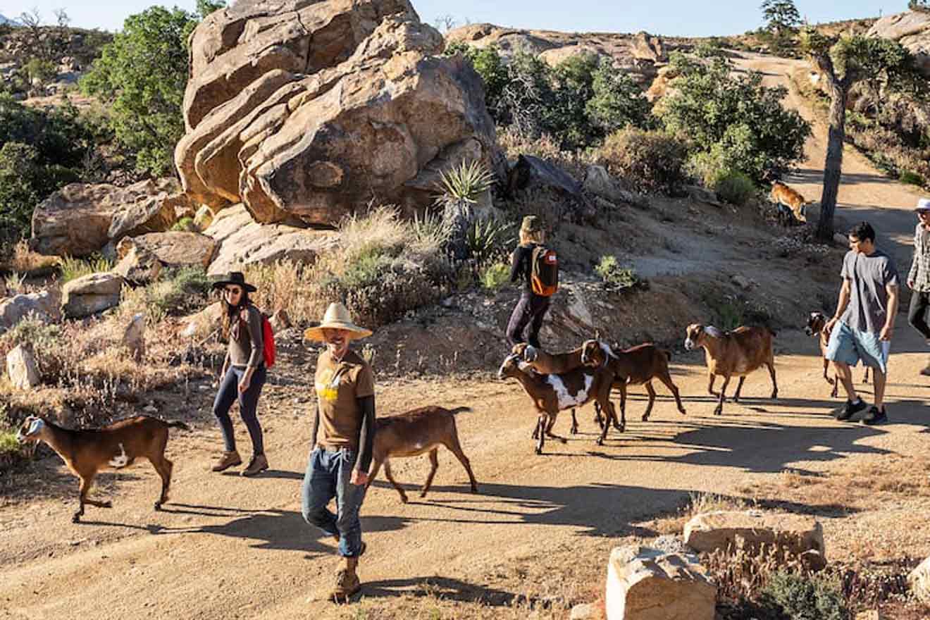22 hiking tour with Nubian goats 1