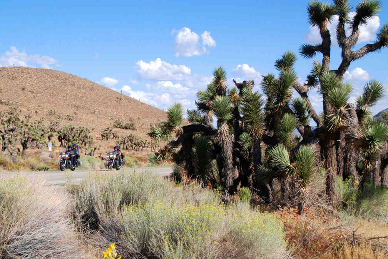 Joshua Tree on a motorcycle