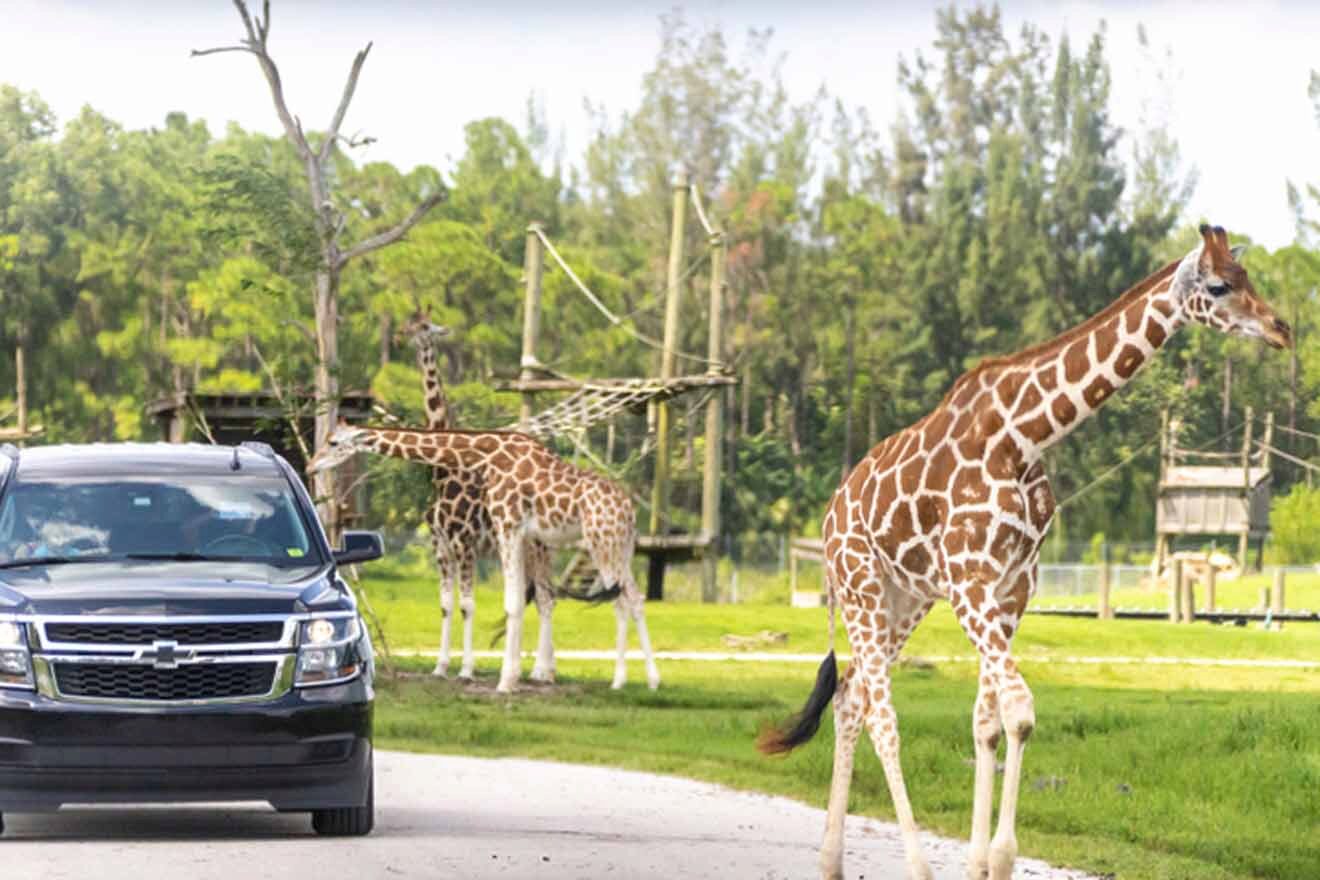 drive-through safari Palm beach