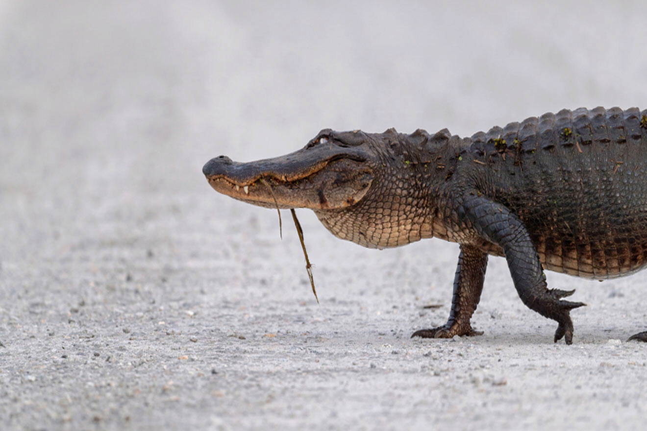 alligator crossing the road