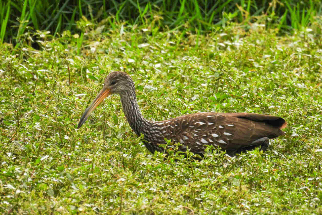 A bird spotted in Boyd Hill Nature Preserve