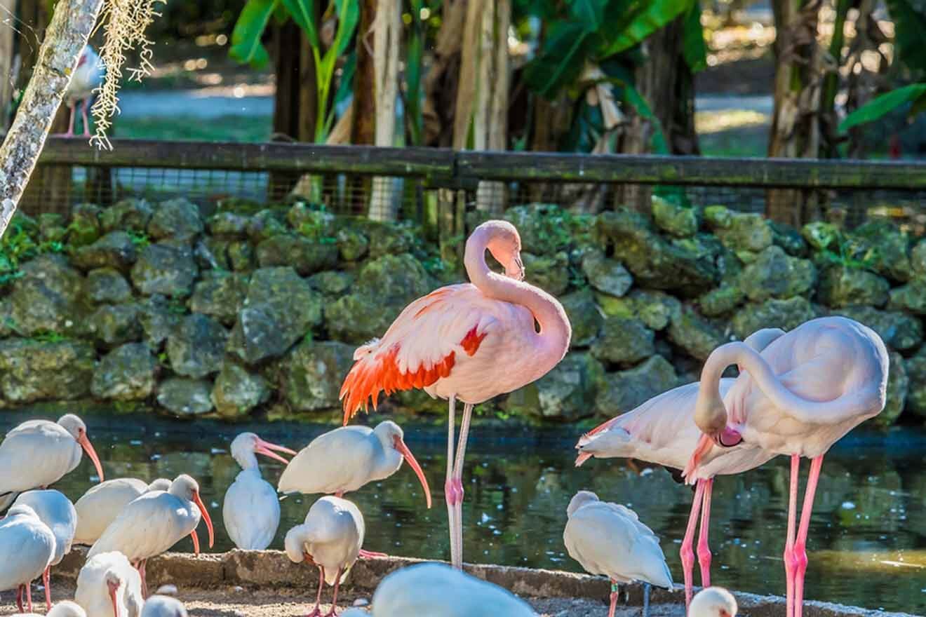 flamingos 