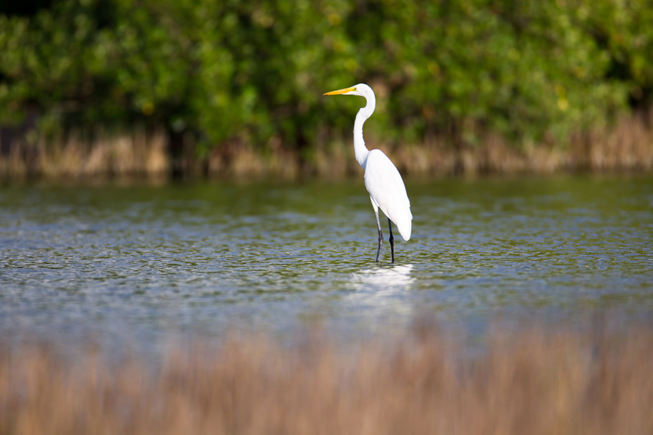 Pelican on Lake Alice