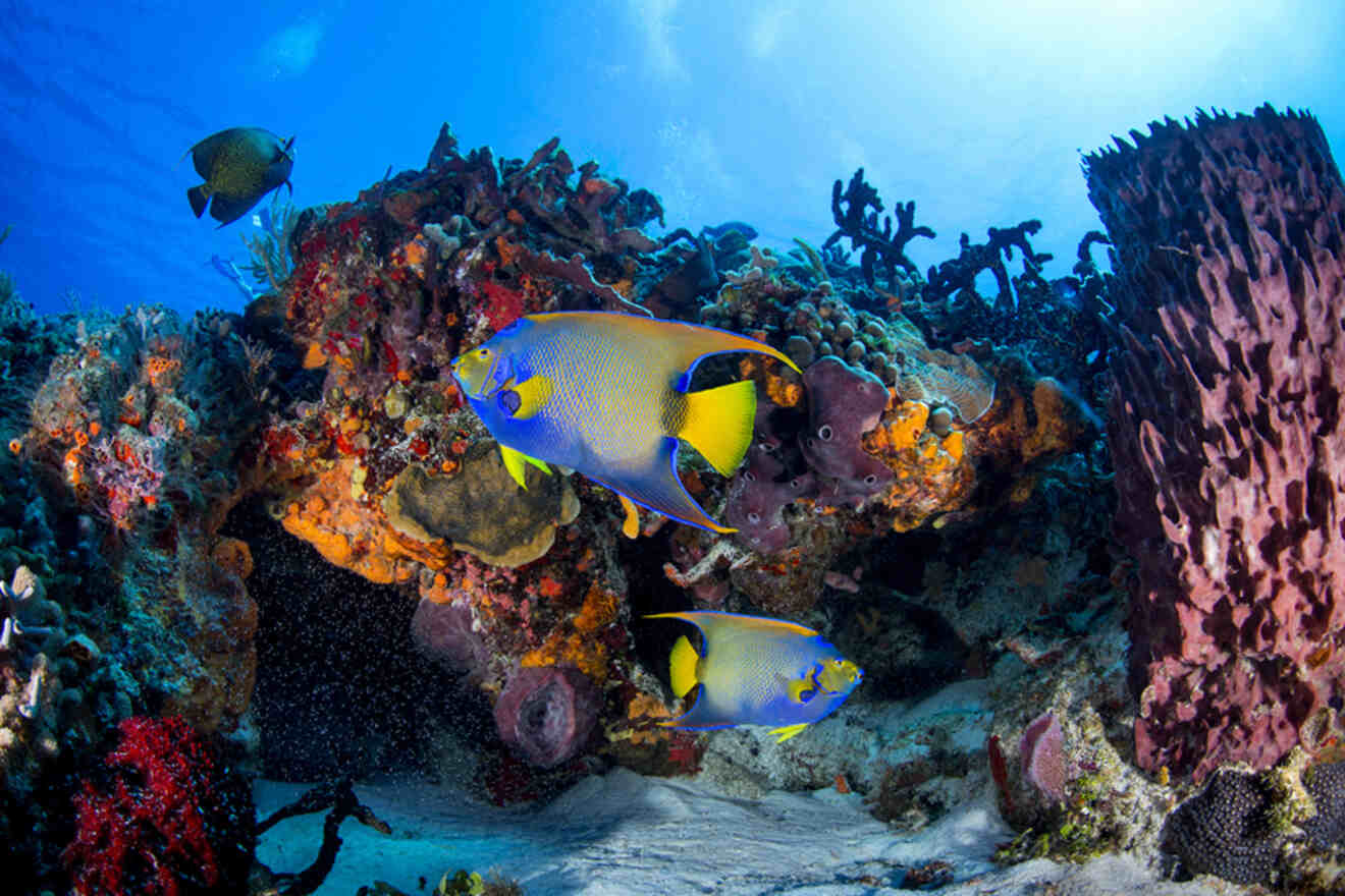Colorful fish swimming in a coral reef
