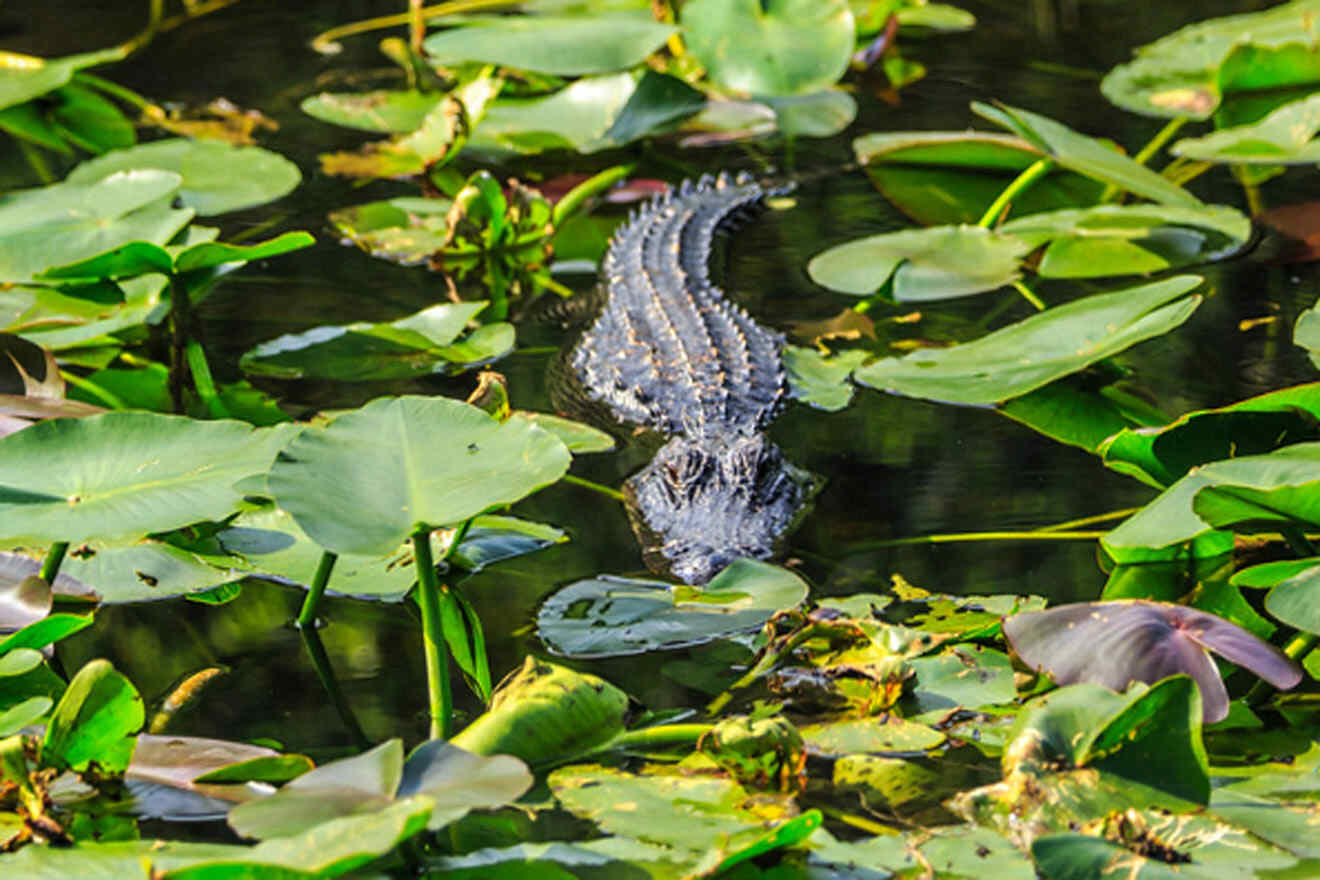 alligator swimming in the water surrounded by water plants