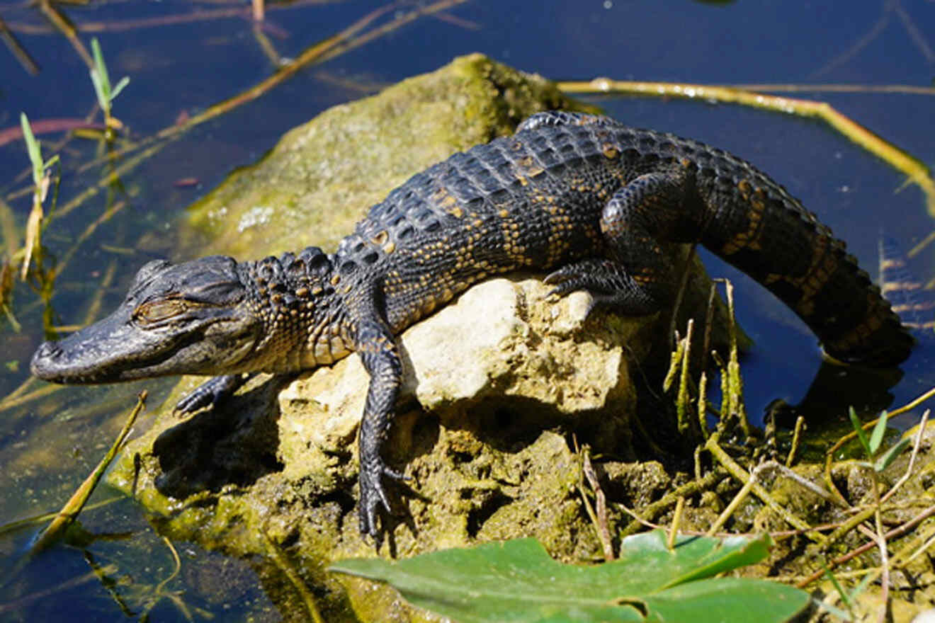 baby alligator sitting on a rock