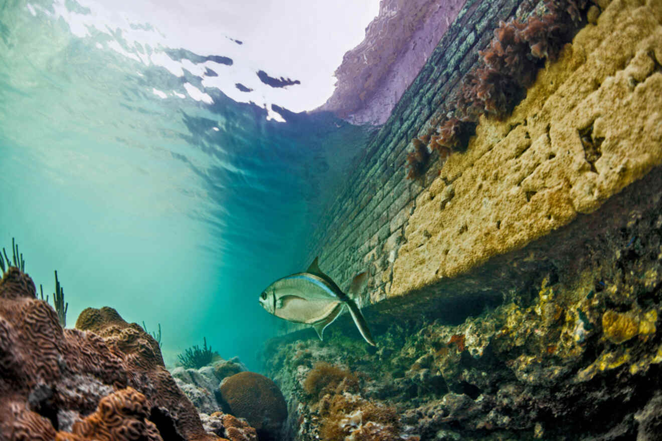 Fish swimming next to Dry Tortugas