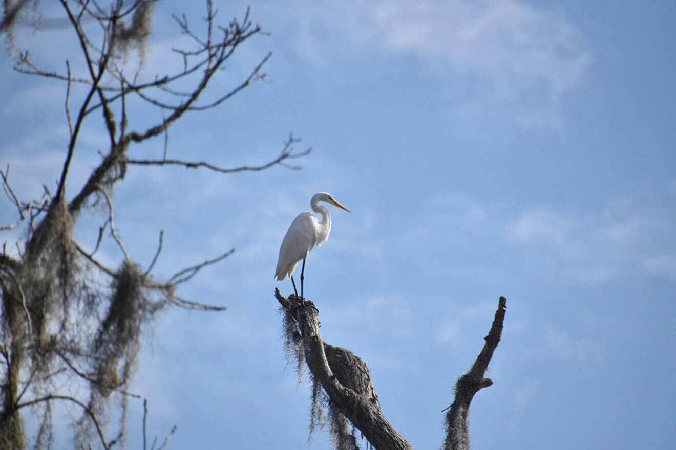 egret in Maurepas Swamp