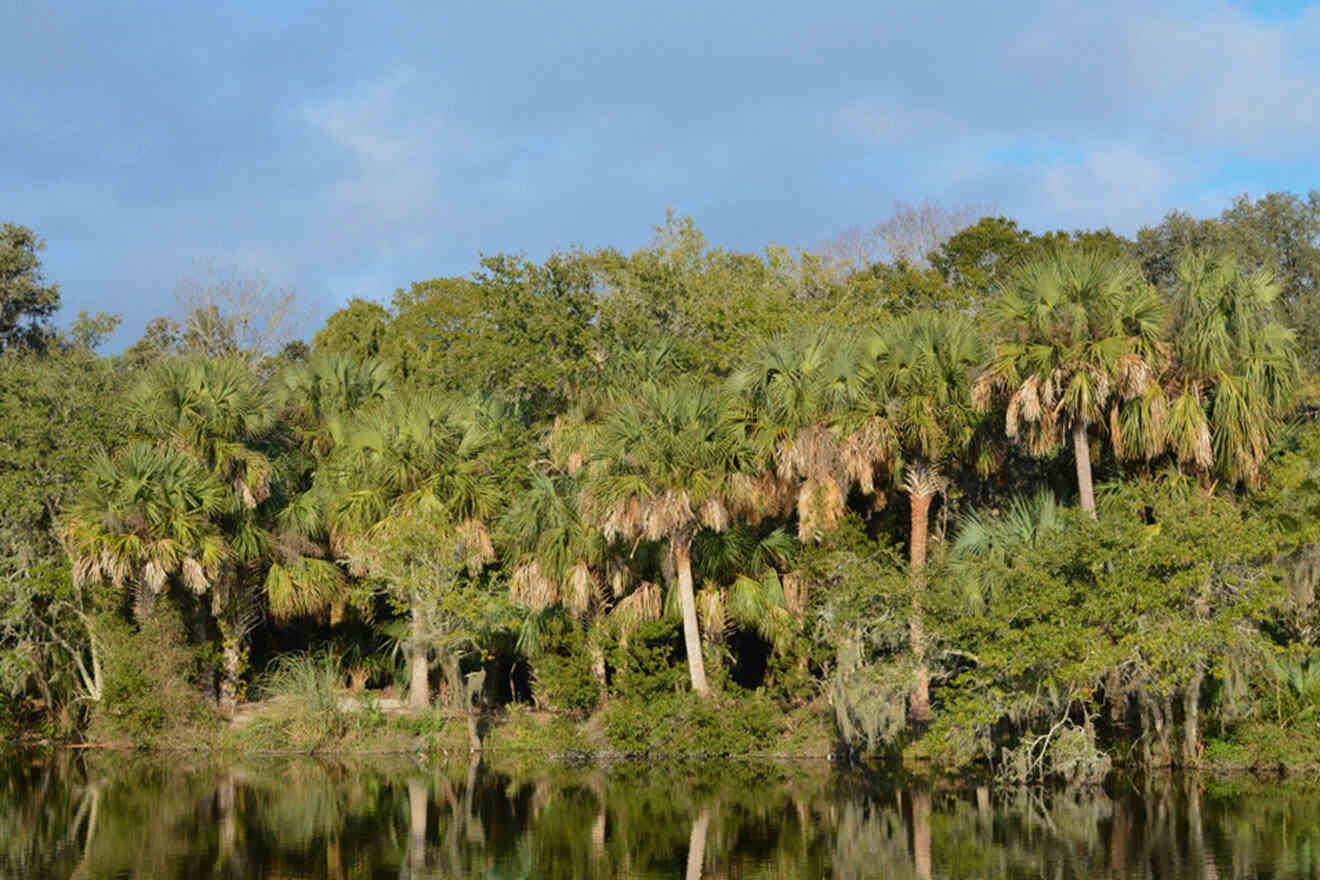 palm trees reflected in the water