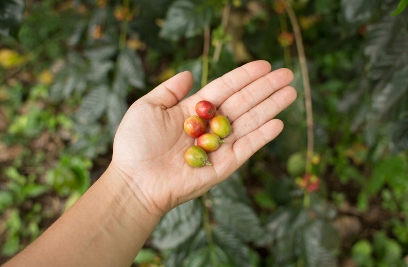 Person holding coffee beans in hand