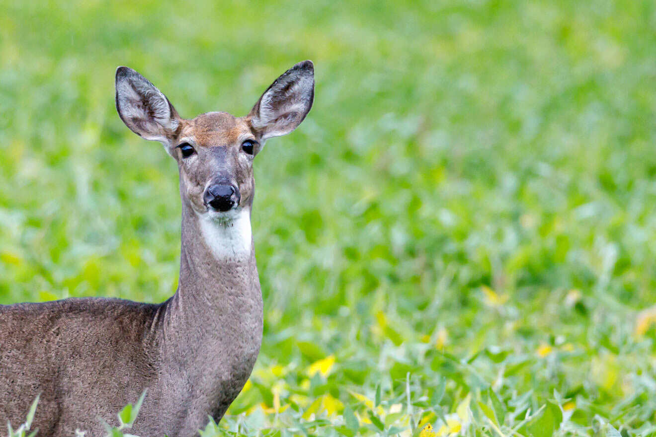 white tailed deer at the St. Vincent National Wildlife Refuge