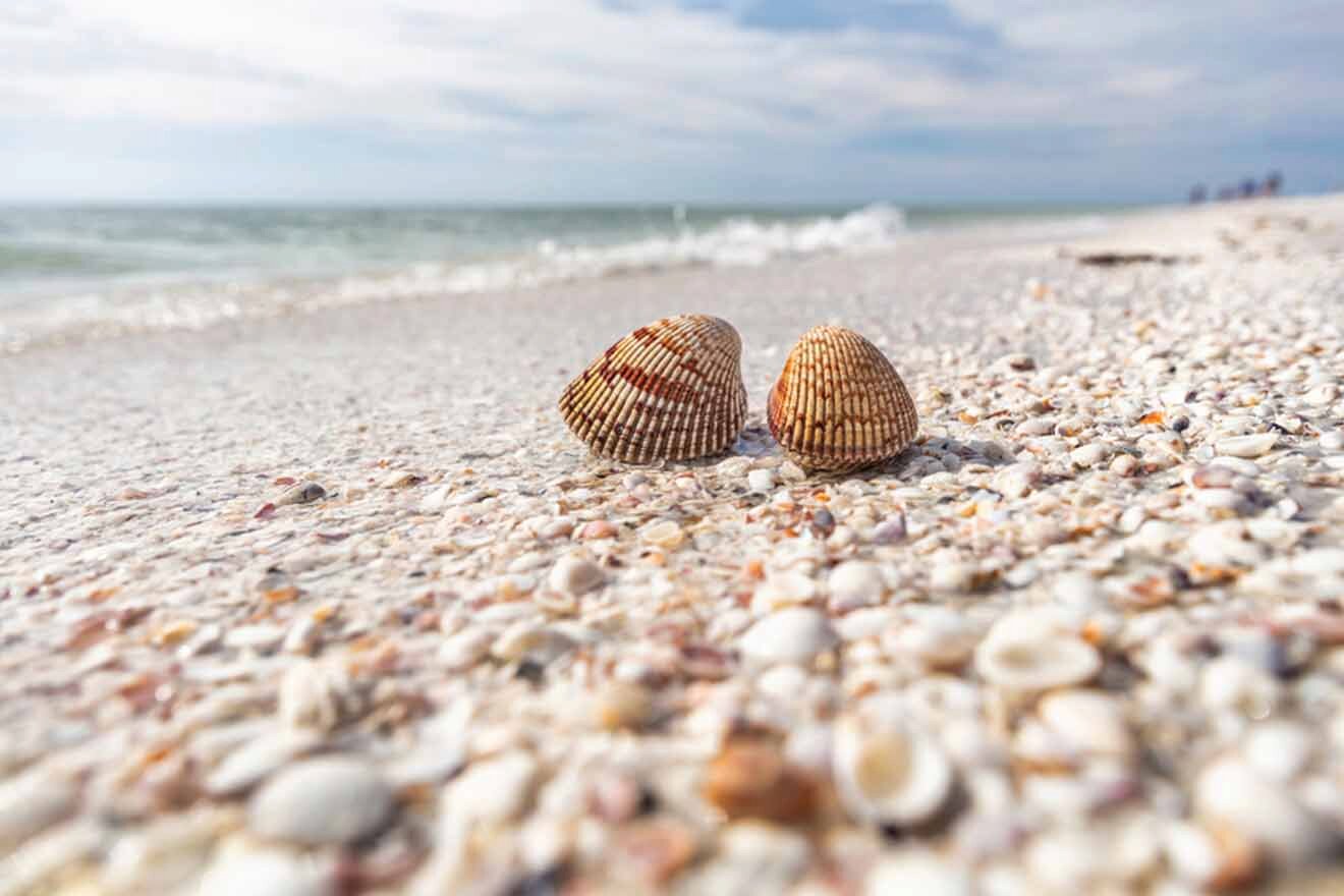 seashells 