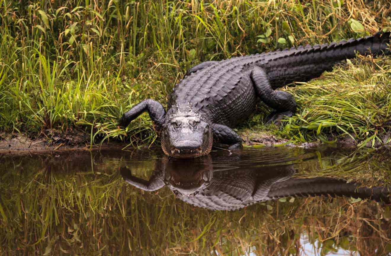 8 BEST Natural Springs in Ocala → Tips from a Local!