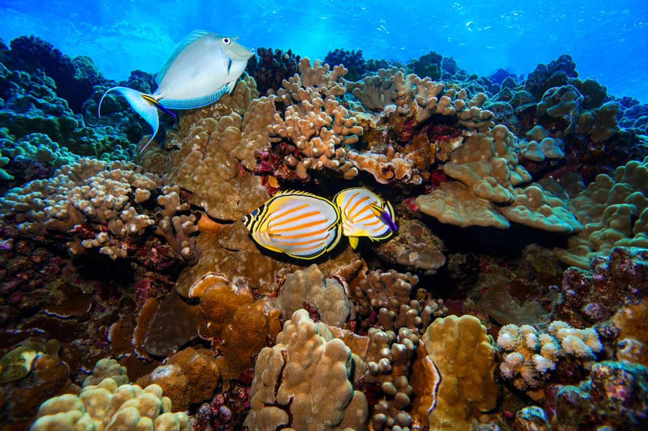 7 eco friendly Maui snorkeling tour
