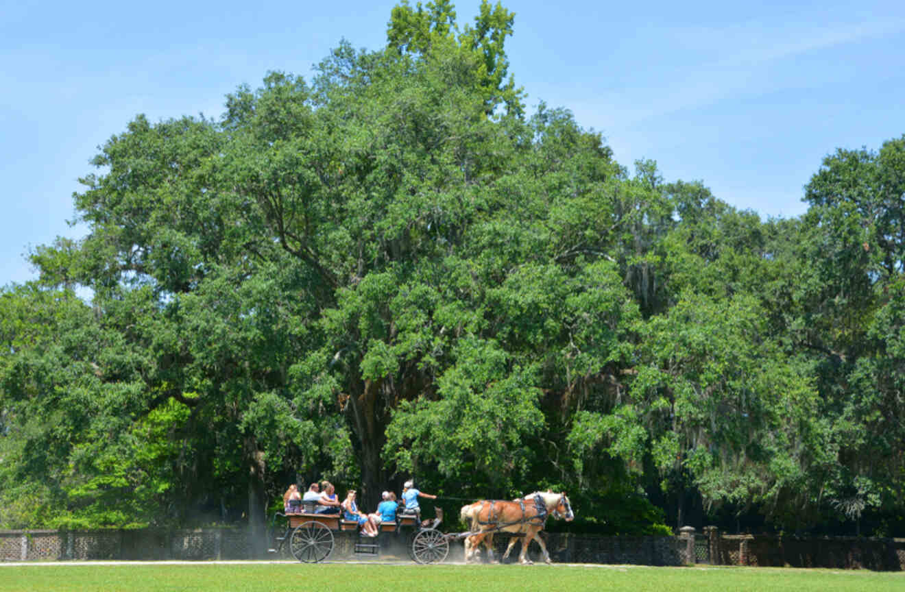 people on a horse-drawn carriage with trees in the background