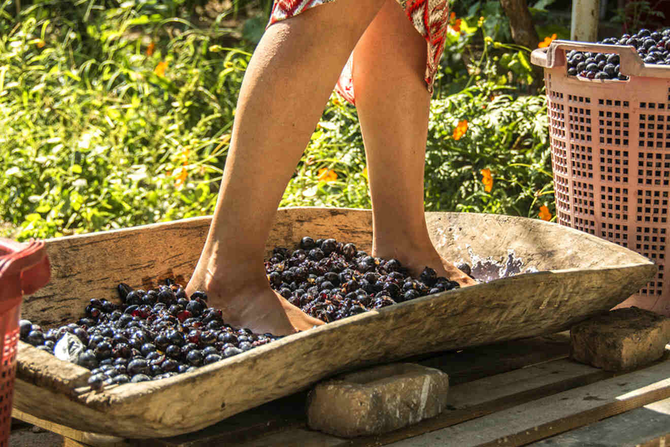 woman foot pressing grapes for wine making