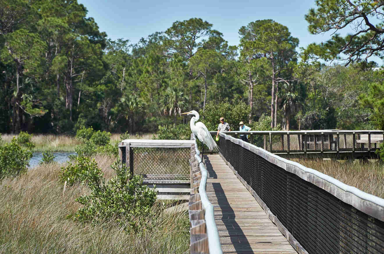 A boardwalk on a trail in the Shell Mound at Cedar Key