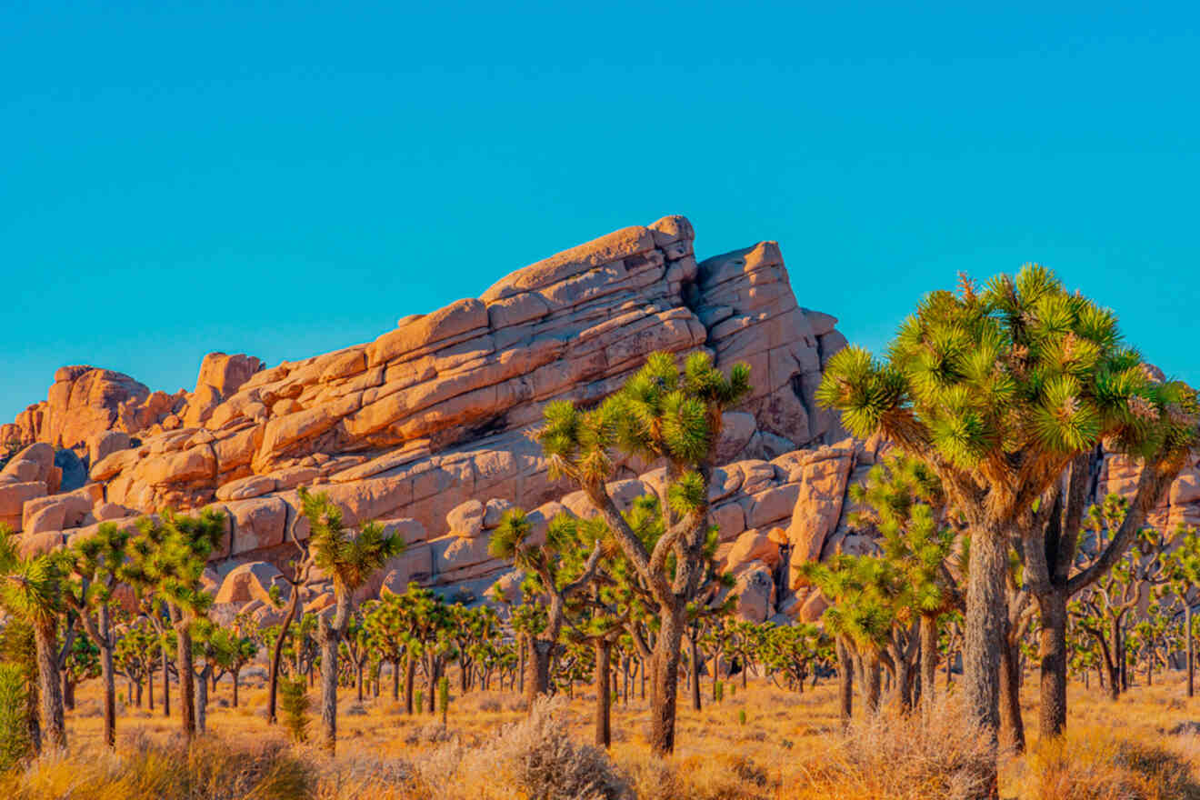 palm trees in front of a rocky mountain
