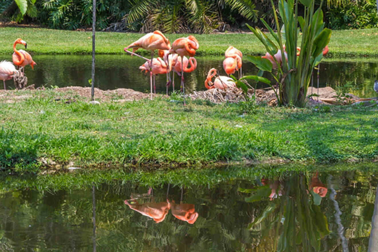 flamingos at Sarasota Jungle Gardens