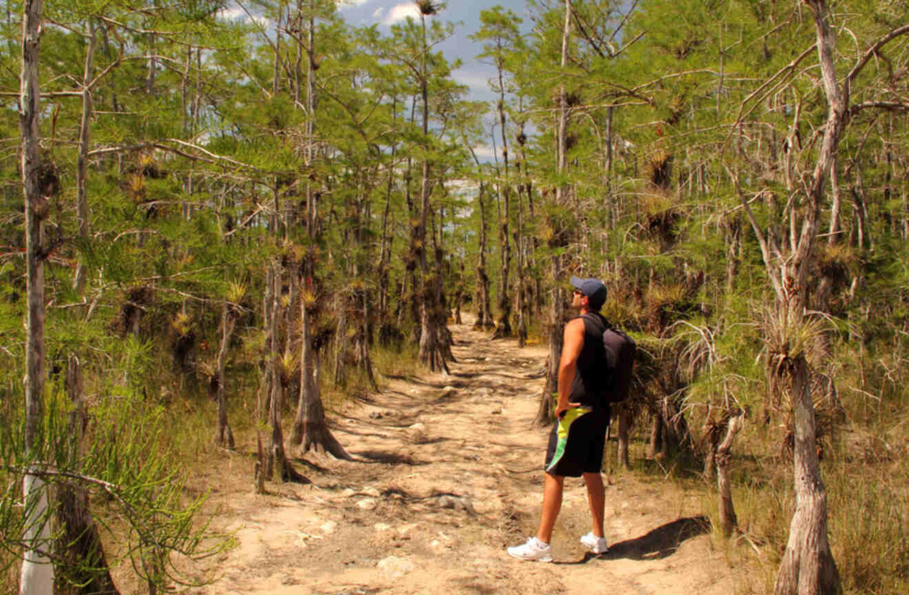 Hiker walking on a trail at Big Cypress National Preserve