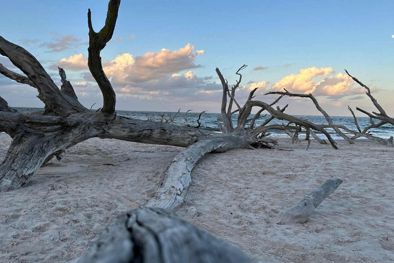 fallen tree on the beach Black Rock Beach