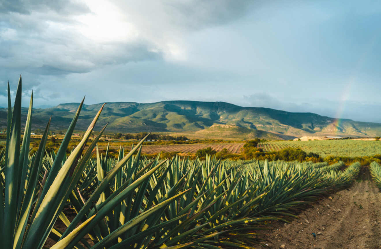View of agave field