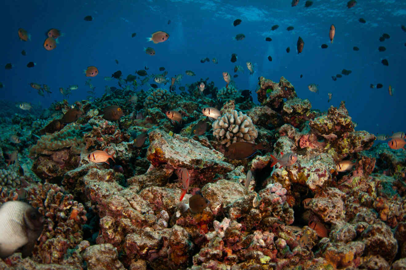underwater hawaiian reef 