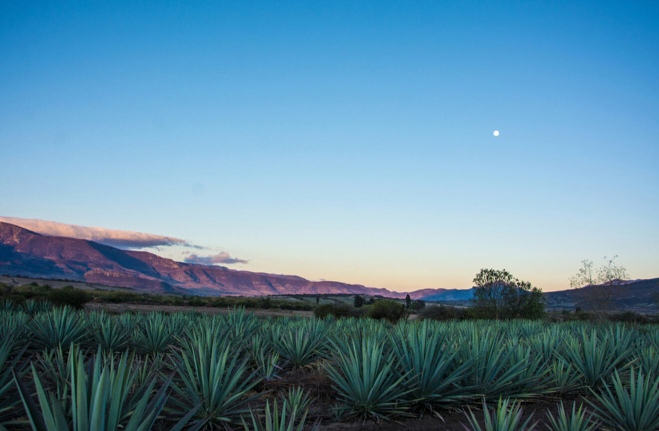View of an agave field at sunset